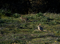 Oryctolagus cuniculus