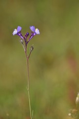 Linaria algarviana