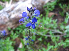 Veronica cusickii