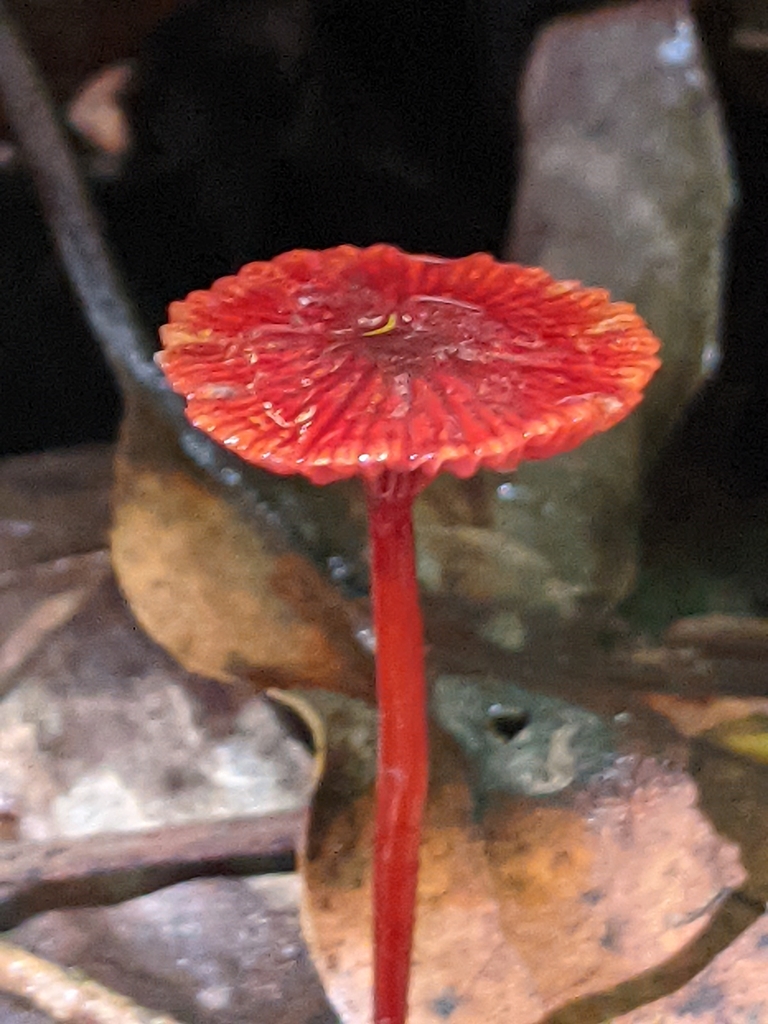 Ruby Bonnot ruby bonnet from Knysna Local Municipality, South Africa on March 22 ...