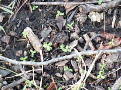 Floerkea proserpinacoides