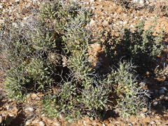 Tylecodon reticulatus