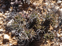 Tylecodon reticulatus