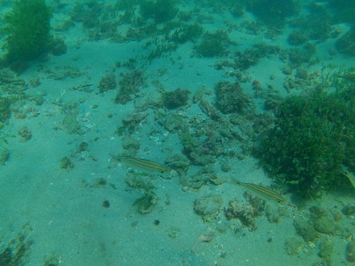 Longfin salema (Xenichthys xanti) — Haemulidae