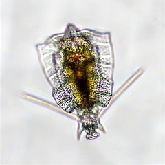 Trichotria pocillum
