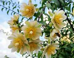 Pereskia