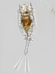 Trichotria pocillum