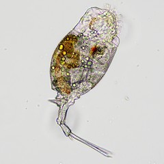 Trichotria pocillum