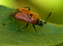 Deraeocoris punctum