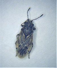 Nysius irroratus