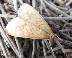 Ecpyrrhorrhoe damastesalis