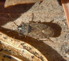 Peritrechus convivus