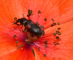 Divales bipustulatus