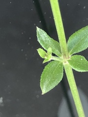 Galium bermudense