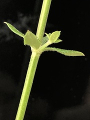 Galium bermudense