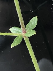Galium bermudense
