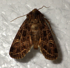 Sideridis reticulata