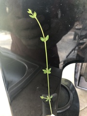 Galium bermudense