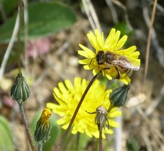Apis mellifera