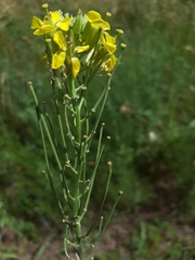 Erysimum canescens