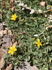 Oxalis albicans