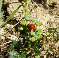 Coccinella septempunctata
