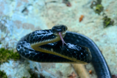 Chironius grandisquamis