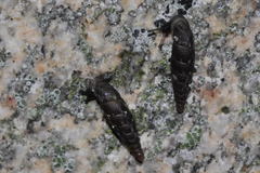 Clausilia