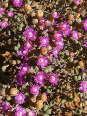 Antimima watermeyeri