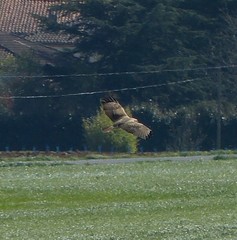 Buteo buteo