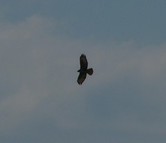 Buteo buteo