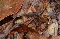 Sphaerodactylus dunni