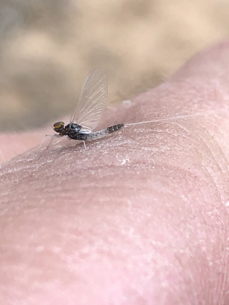 Small Eastern Blue-winged Olive