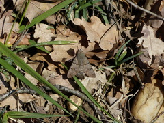 Macroglossum stellatarum