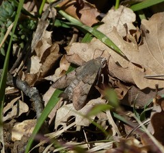 Macroglossum stellatarum