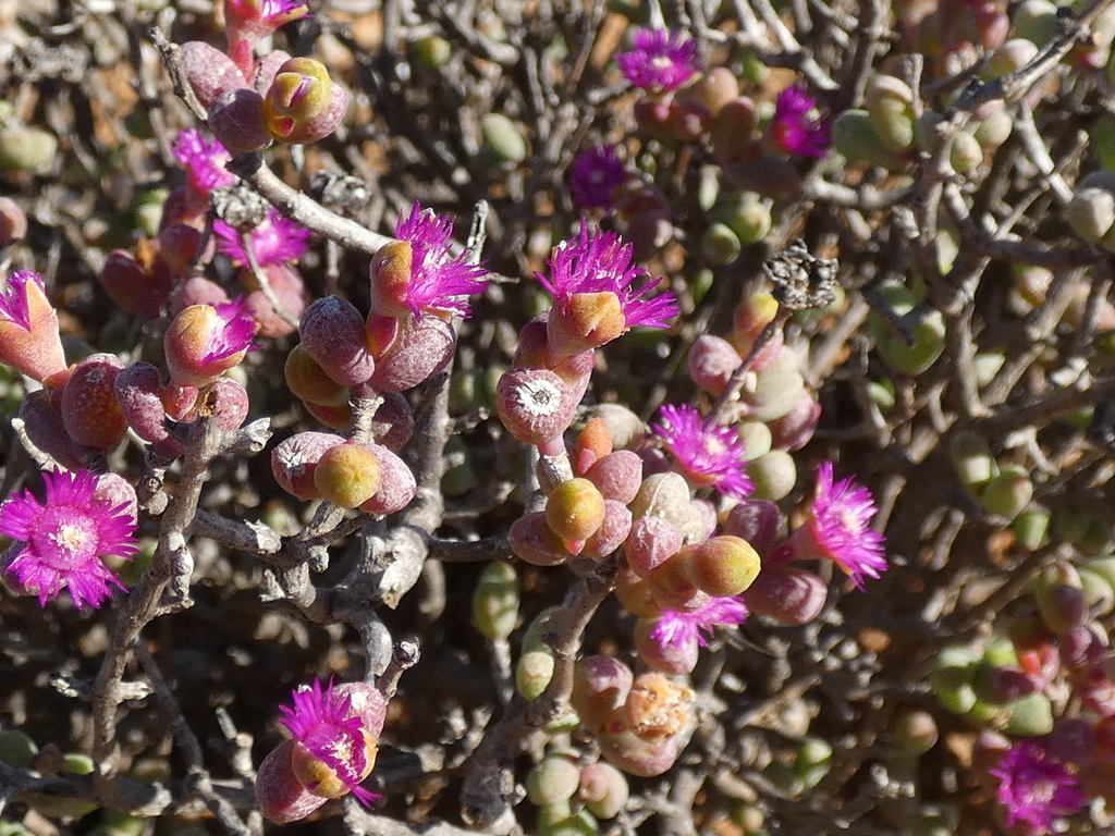 Antimima watermeyeri