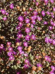 Antimima watermeyeri