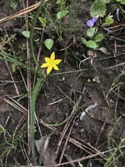 Hypoxis sessilis