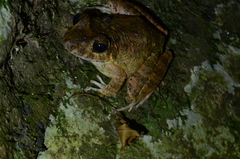 Craugastor aurilegulus