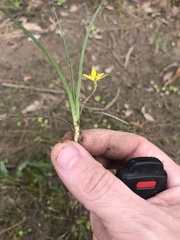 Hypoxis sessilis