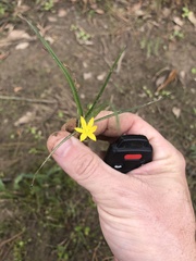 Hypoxis sessilis