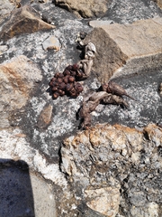 Bassariscus