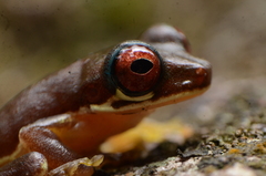 Duellmanohyla salvavida