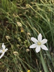 Triteleia lilacina