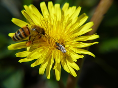Apis mellifera