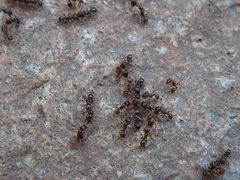 Formicidae