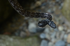 Chironius grandisquamis