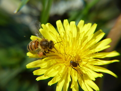 Apis mellifera