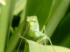 Tettigonioidea