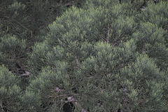 Dacrydium elatum